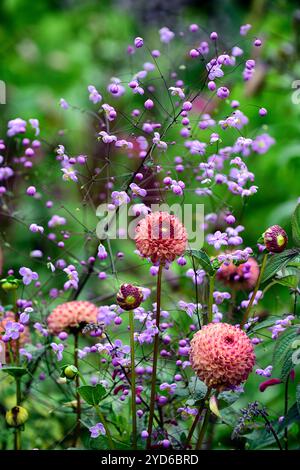 Dahlia Burlesca,thalictrum splendida,dahlia e thalictrum,dahlias,palla dahlia,arancio,corallo,rosa corallo,fiore,fiori,fioritura,perenne,perenne,perenne,g Foto Stock