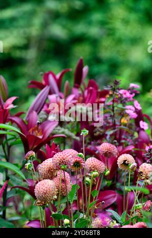 Dahlia Burlesca,lilium Red Desire,dahlia e giglio,dahlias e gigli,dahlias,palla dahlia,arancio,corallo,rosa corallo,fiore,fiori,fioritura,perenne,pe Foto Stock