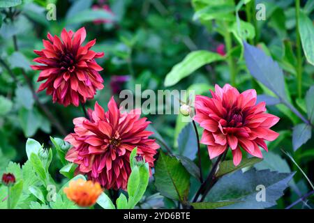 dahlia danique, dahlia con foglie scure, doppi fiori arancioni rossi, fiori dahlia danique, decorativi formali dahlia, RM Floral Foto Stock