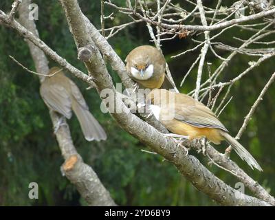 Laughingthrush dalla gola bianca (Pterorhinus albogularis) Foto Stock