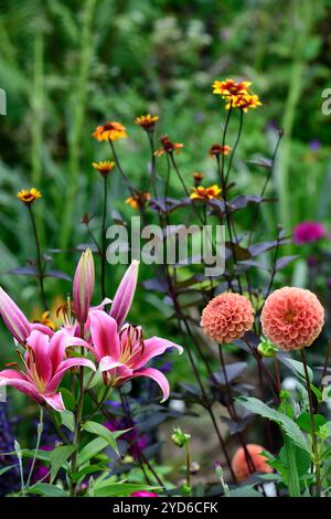 dahlia sylvia,Heliopsis helianthoides var scabra cuori ardenti,giglio,lilio sp,fiori rosa giallo arancio,schema di impianto misto,dalie miste,RM Flora Foto Stock