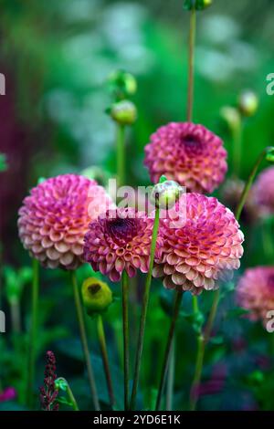 Dahlia Burlesca,dahlias,palla dahlia,arancio,corallo,corallo rosa,fiore,fiori,fioritura,perenne,perennials,giardino,RM Floral Foto Stock