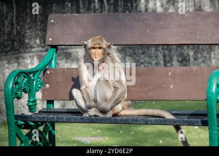 Macaco dalla coda lunga chiamato macaco che mangia granchi seduto sulla panchina Phra Prang Sam Yod, Lopburi Thailandia Foto Stock