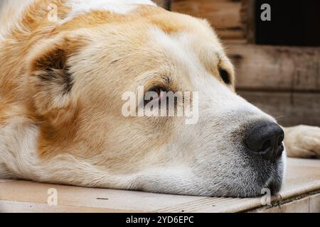 Le guardie alabai del cane pastore dell'Asia centrale tengono la guardia seriamente fuori Foto Stock