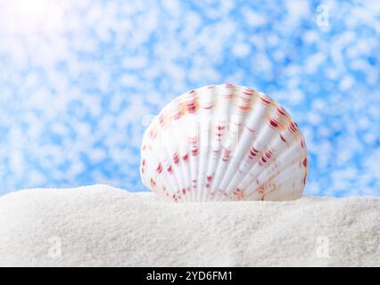 Grande e bellissima conchiglia di mare con sfondo bokeh astratto blu sabbia bianca riflesso Foto Stock