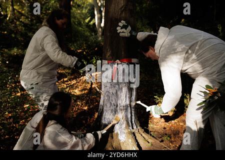 Berlino, Germania. 25 ottobre 2024. I volontari utilizzano delle spazzole per applicare un rivestimento protettivo contro i morsi di castoro sulla parte inferiore della corteccia e sulle radici sporgenti di un albero degno di protezione. Circa 100 volontari hanno preso parte a questa campagna organizzata dalla Lower Nature Conservation Authority, dall'Ufficio per lo spazio verde nel quartiere Mitte e dai ranger della natura urbana della Berlin Nature Conservation Foundation (BNS) per proteggere gli alberi del Tiergarten. Credito: Carsten Koall/dpa/Alamy Live News Foto Stock