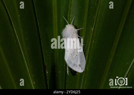 Moth tigre dubbia (Spilosoma dubia) Foto Stock