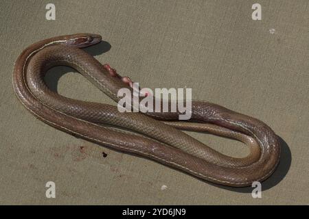 Cape House Snake (Boaedon capensis) Foto Stock