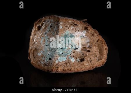 La vecchia muffa sul pane di segale. Cibo viziato Foto Stock