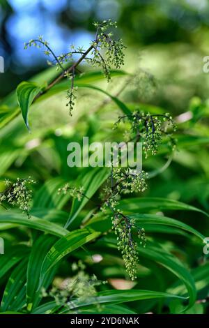 Maianthemum tatsienense, sigillo di Salomone falso cinese, syn Smilacina tatsiense, panicole di fiori verdi a forma di stella, fiori, racemi, panicoli, legno, legno Foto Stock