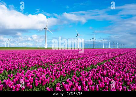 Una pittoresca scena di vibranti tulipani viola che ondeggiano nel vento, con torreggianti mulini a vento nella tranquilla campagna olandese Foto Stock