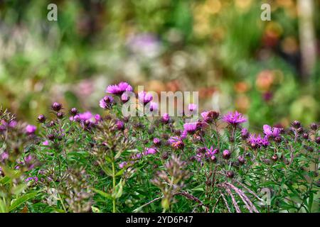 Symphyotrichum novae-angliae Barr's Pink,Aster novae-angliae Barr's Pink,asters,fiori rosa,fioritura rosa,fiori autunnali,fioritura tardiva,giardino,garde Foto Stock