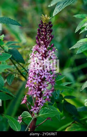 Eucomis comosa Pink Gin, fiori rosa, punta di fiore rosa, infiorescenza rosa, giglio di ananas, giardino, giardini, impianto di piantagione misto, RM Floral Foto Stock