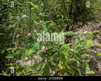 Cypress Twig Gall Midge (Taxodiomyia cupressiananassa) Foto Stock