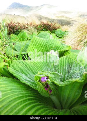 Margherita di Campbell Island (Pleurophyllum speciosum) Foto Stock