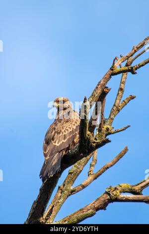 L'aquila tawny (Aquila rapax) - Tempio Bahai Kampala Foto Stock