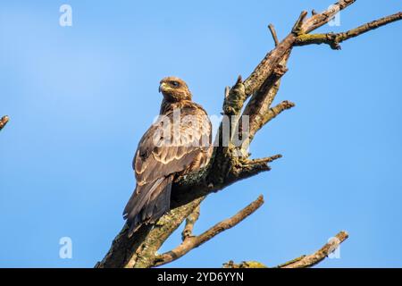 L'aquila tawny (Aquila rapax) - Tempio Bahai Kampala Foto Stock