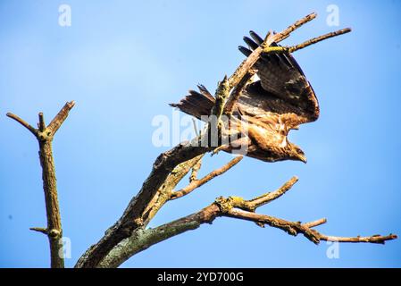 L'aquila tawny (Aquila rapax) - Tempio Bahai Kampala Foto Stock