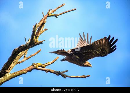 L'aquila tawny (Aquila rapax) - Tempio Bahai Kampala Foto Stock