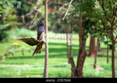 L'aquila tawny (Aquila rapax) - Tempio Bahai Kampala Foto Stock