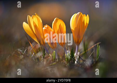 Sfondo primaverile con fiori. Croco fiorito splendidamente colorato - zafferano in una giornata di sole. Fotografia naturalistica in primavera Foto Stock