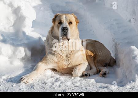 Cane pastore dell'Asia centrale maschio razza alabai adulta giace guardie territorio di dominio neve bianca neve neve neve invernale sfondo bianco Foto Stock