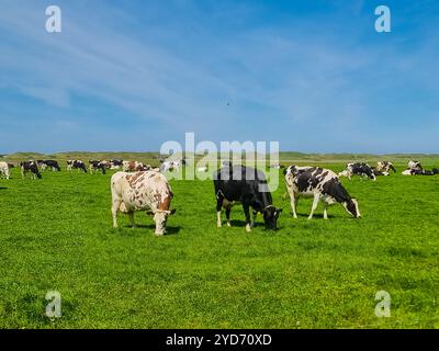 Un vivace gruppo di mucche pascolano pacificamente su un lussureggiante campo verde a Texel, creando uno spettacolo armonioso nella natura Foto Stock