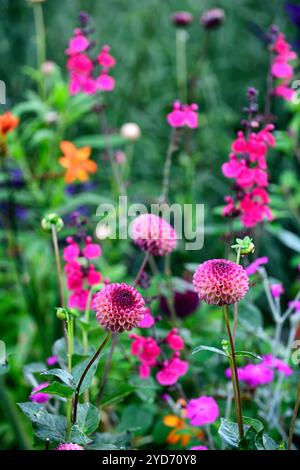 Dahlia Burlesca,dahlias,palla dahlia,arancio,corallo,corallo rosa,fiore,fiori,fioritura,perenne,perennials,giardino,RM Floral Foto Stock