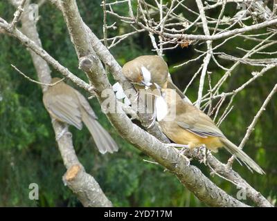 Laughingthrush dalla gola bianca (Pterorhinus albogularis) Foto Stock