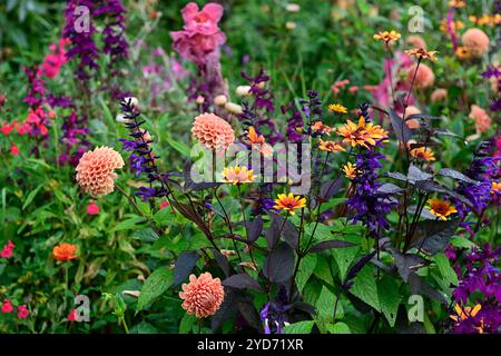 Dahlia Cornel Brons,Dahlia Burlesca,Heliposis Bleeding Hearts,Lychnis Hill Grounds,Kniphofia,Gladiolus Sugar Plum,lobelia speciosa hadspen viola,salv Foto Stock