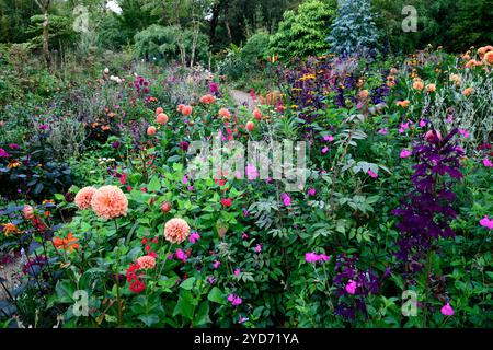 Dahlia Cornel Brons,Dahlia Burlesca,Heliposis Bleeding Hearts,Lychnis Hill Grounds,Kniphofia,Gladiolus Sugar Plum,lobelia speciosa hadspen viola,salv Foto Stock