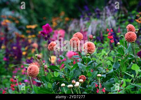 Dahlia Cornel Brons,Dahlia Burlesca,Heliposis Bleeding Hearts,Lychnis Hill Grounds,Kniphofia,Gladiolus Sugar Plum,lobelia speciosa hadspen viola,salv Foto Stock