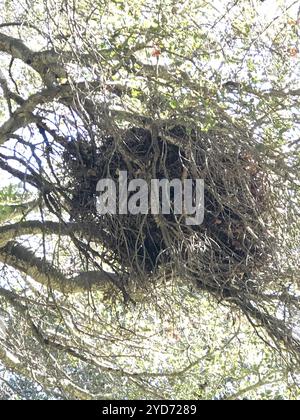 Woodrat dai piedi ciechi (ricette di Neotoma) Foto Stock