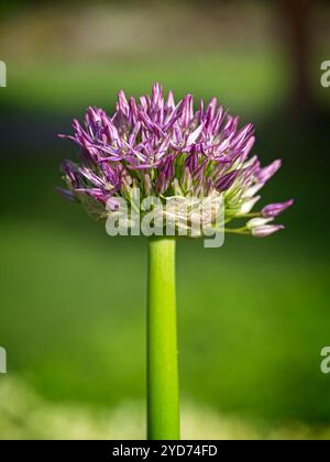 Cipolla in fiore viola al mattino. Foto Stock