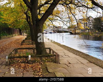 Gli alberi autunnali lungo Dame Judy Dench camminano lungo il fiume Ouse nello York Yorkshire, Inghilterra Foto Stock