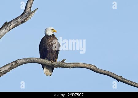 Aquila calva appollaiata su un ramo arido. Foto Stock