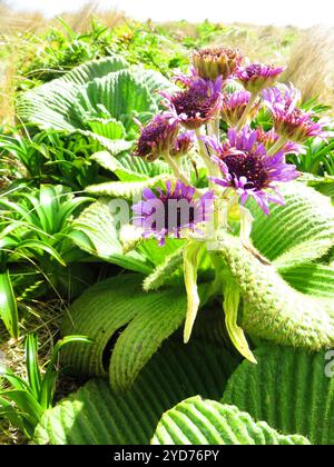 Margherita di Campbell Island (Pleurophyllum speciosum) Foto Stock