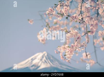 Monte Fuji in Giappone incorniciato con fiori pastello retro rosa Cherry Blossom per la primavera, con spazio copia Foto Stock