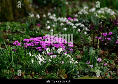 Galanthus nivalis, Cum ciclamino, galanthus e ciclamino, snowdrop e ciclamen, snowdrop, snowdrops, Winter, closeup, ritratti di piante, segno verde fiore bianco Foto Stock