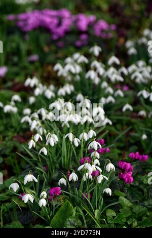 Galanthus nivalis, Cum ciclamino, galanthus e ciclamino, snowdrop e ciclamen, snowdrop, snowdrops, Winter, closeup, ritratti di piante, segno verde fiore bianco Foto Stock
