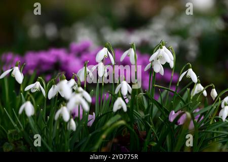 Galanthus nivalis, Cum ciclamino, galanthus e ciclamino, snowdrop e ciclamen, snowdrop, snowdrops, Winter, closeup, ritratti di piante, segno verde fiore bianco Foto Stock