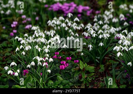 Galanthus nivalis, Cum ciclamino, galanthus e ciclamino, snowdrop e ciclamen, snowdrop, snowdrops, Winter, closeup, ritratti di piante, segno verde fiore bianco Foto Stock
