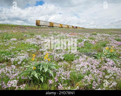 Una foto di paesaggio di un campo di fiori selvatici tra cui balsamroot e periwinkles viola con vagoni abbandonati sullo sfondo. Foto Stock