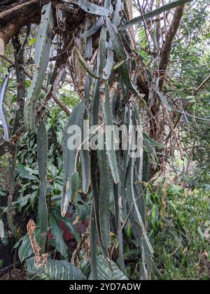 Dragonfruit a carne rossa (Selenicereus costaricensis) Foto Stock