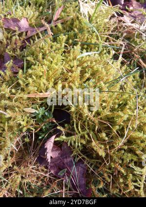 Piazza Moss Gooseneck (Rhytidiadelphus Square rosus) Foto Stock