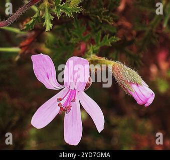 Geranio lievito di rovere (Pelargonium quercifolium) Foto Stock