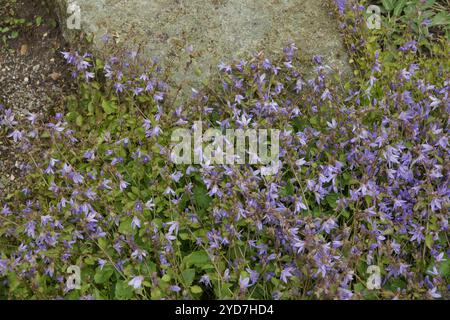 Campanula poscharskyana, campanile serbo Foto Stock