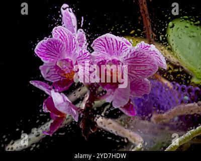 Una foto ravvicinata astratta di orchidee rosa e bianche dietro un vetro ricoperto di gocce d'acqua. Foto Stock