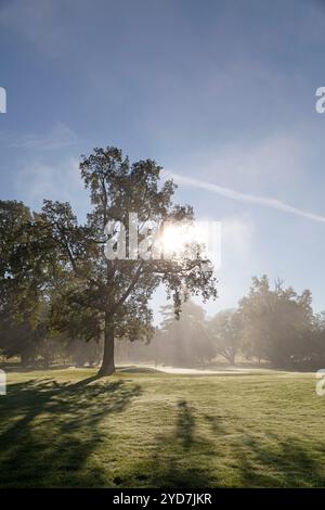 La luce del sole splende attraverso il fogliame in una mattina nebbiosa al Roxburghe Golf Club vicino Kelso, Scozia. Foto Stock