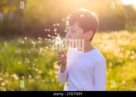 Un ragazzo fa saltare in aria un dente di leone alla luce del tramonto. Fiori estivi. una sera d'estate. luce del tramonto serale. un'infanzia felice Foto Stock